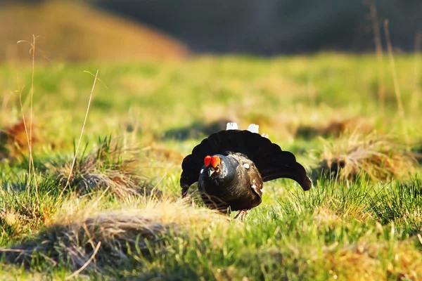 Aggressive Black Grouse Mating Season Lyrurus Tetrix Males Displaying Lek — Stock Photo, Image