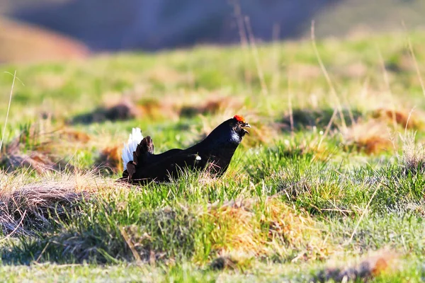 Aggressive Black Grouse Cock Mating Season Lyrurus Tetrix — Stock Photo, Image
