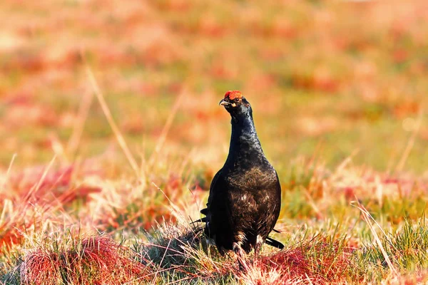 Gallo Urogallo Negro Temporada Apareamiento Lyrurus Tetrix Pájaro Salvaje Prado — Foto de Stock