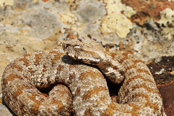 Hermoso Milos Víbora Primer Plano Macrovipera Lebetina Schweizeri —  Fotos de Stock