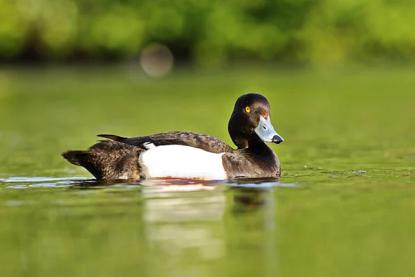 Söt Vigg Drake Aythya Fuligula Simning Sjön Yta — Stockfoto