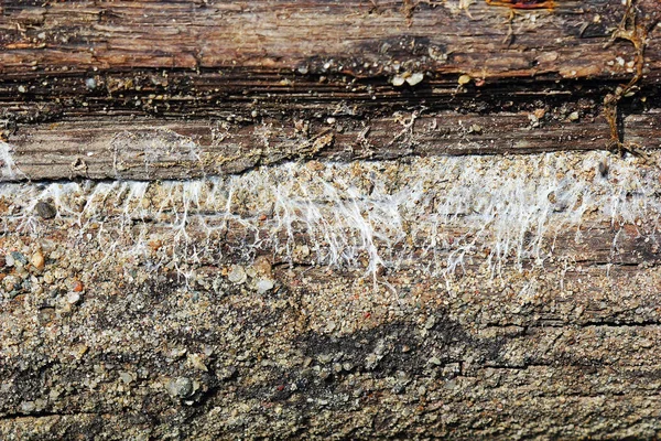 Détail Des Hyphes Champignon Minier Poussant Sur Élément Bois Fibroporia — Photo