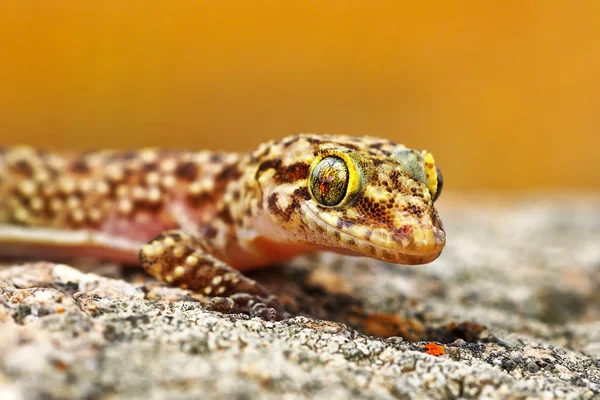 Hemidactylus Turcicus Akdeniz Gecko Sürüngen Kayada Tadını Çıkarma Portresi — Stok fotoğraf