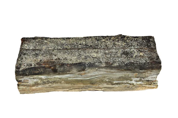 Kuru Çürük Beyaz Arka Plan Üzerinde Serpula Lacrymans Syn Merulius — Stok fotoğraf