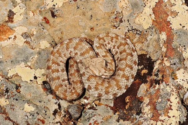 Macrovipera Lebetina Schweizeri 鈍い鼻毒蛇またはミロス島加算 日向ぼっこ自然環境 完全な長さの爬虫類の中の岩の上 — ストック写真