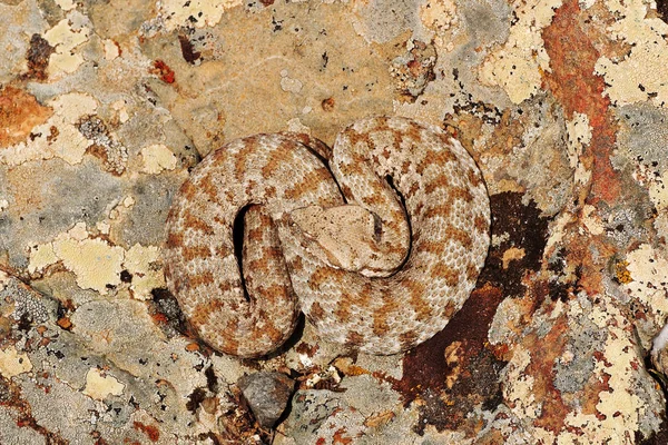 Macrovipera Lebetina Schweizeri Тупий Носовий Змій Або Змій Milos Спирається — стокове фото