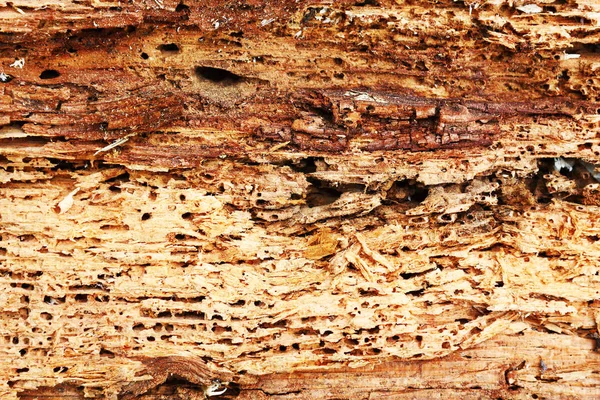 Textura Áspera Madeira Destruída Por Insetos Chatos Anobium Punctatum Besouro — Fotografia de Stock