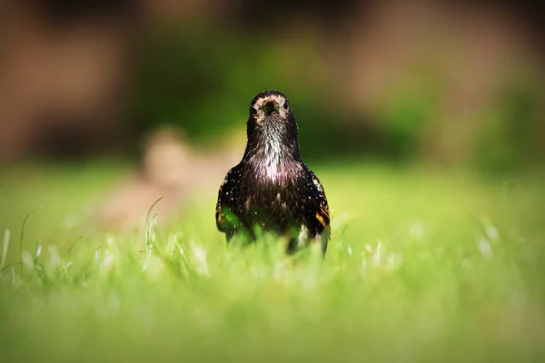 Sturnus Vulgaris Looking Camera Common Grey Starling — Stock Photo, Image
