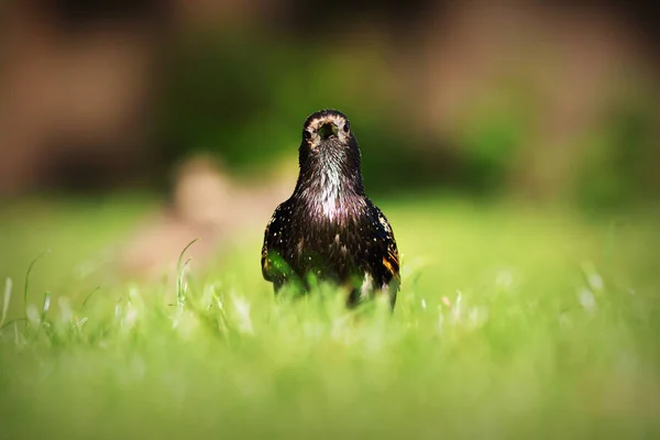 Sturnus Vulgaris Mirando Cámara Estornino Gris Común —  Fotos de Stock