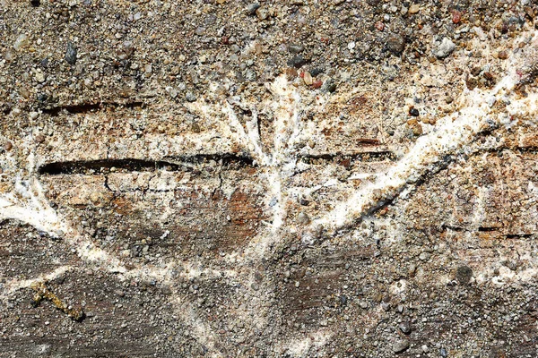 Serpula Lacrymans Syn Merulius Mycelium Wood Dry Rot Detail Decaying — Stock Photo, Image