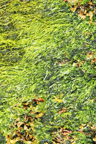 Tekstury Zielone Glony Rosnące Betonowej Ścianie Myte Przez Fale Morskie — Zdjęcie stockowe