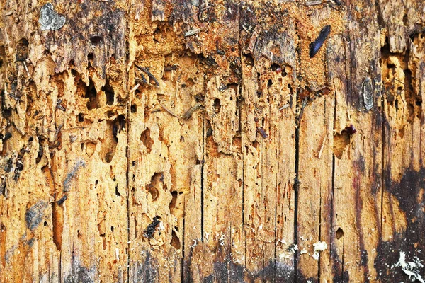 Wooden Background Decayed Plank Anobium Punctatum Common Furniture Beetle Attack — Stock Photo, Image