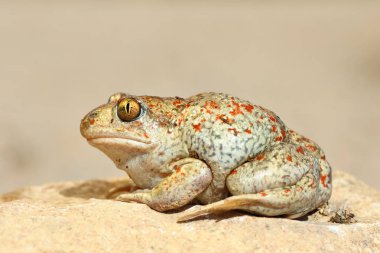 güzel renkli sarımsak kurbağa, tam uzunlukta vahşi hayvan (Pelobates fuscus )