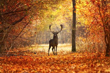 fallow deer stag in beautiful autumn forest ( Dama dama ) clipart