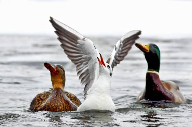 Gıda su yüzeyi iken (Chroicocephalus ridibundus turist bekleyen martı çocuk siyah başlı )