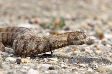 Milos Küt burunlu engerek, Avrupa'dan IUCN Kırmızı Listesi nesli tehlike altında olan olarak listelenen en nadir bulunan yılanlar biri; agresif zehirli sürüngen (koca engerek schweizeri ısırmaya hazır )