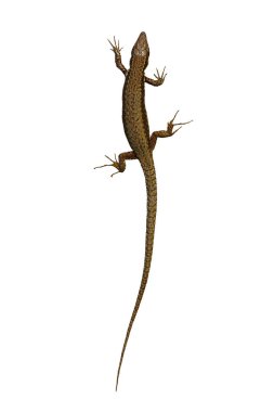 Podarcis syn üzerinde beyaz arka plan (duvar kertenkele izole Lacerta muralis )