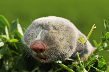 portrait of a lesser mole rat ( Spalax leucodon ) clipart