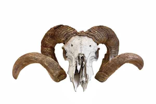 Gran Cráneo Carnero Oveja Aislado Sobre Fondo Blanco —  Fotos de Stock