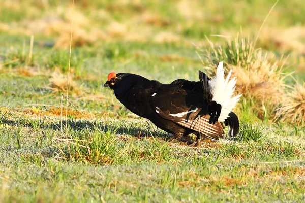 Black Grouse Displaying Lek Lyrurus Tetrix — Stock Photo, Image