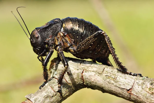 Críquete Barriga Grande Dos Maiores Insetos Europeus Bradiphorus Dasiphus — Fotografia de Stock