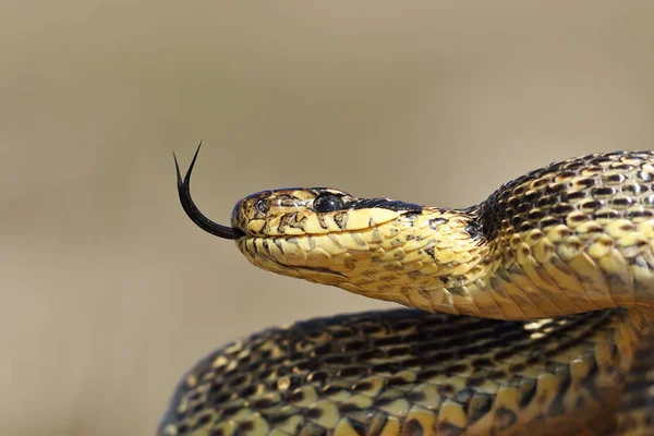 Beau Portrait Serpent Tacheté Adulte Elaphe Sauromates — Photo