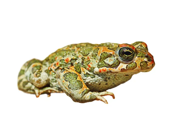 Bufotes Viridis Isolado Sobre Branco Sapo Verde Europeu Comum Cortado — Fotografia de Stock