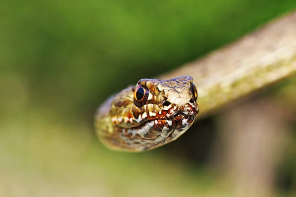 Montpellier Orientale Ritratto Del Serpente Guardando Verso Fotocamera Insegne Malpolon — Foto Stock