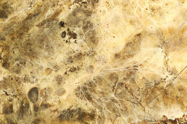 Dry Rot Risomorphs Wood Surface Serpula Syn Merulius Lacrymans — Stock Photo, Image