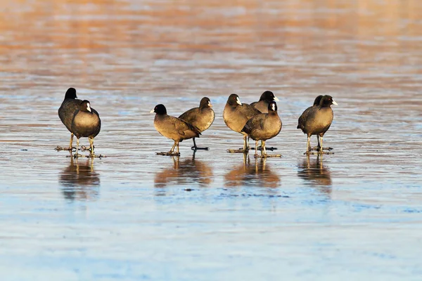 Flock European Coots Frozen Water Surface Fulica Atra — Stock Photo, Image