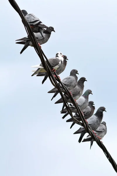 Yerli Güvercinleri Elektrik Kablo Üzerinde Duran Sürüsü — Stok fotoğraf