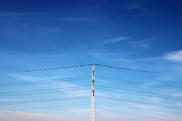 Krähenschwarm Steht Auf Einem Stromkabel Über Dem Schönen Blauen Himmel — Stockfoto