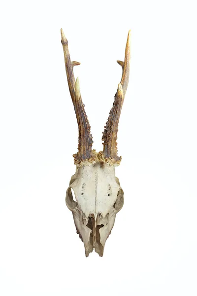 在白色背景上查出的鹿头骨的正面看法 卡布里卢斯卡布鲁鲁斯 — 图库照片
