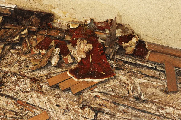 meyve gövdesini kuru çürük yerdeki (Serpula syn Merulius lacrymans); parke ve ahşap öğeleri tamamen destroied vardır