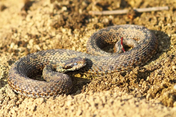 Weide Viper Het Vroege Voorjaar Modderige Slaapstand Het Voorbereiden Vormen — Stockfoto