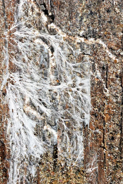 Mijne Schimmel Mycelium Vochtige Houten Bord Fibroporia Syn Androdia Vaillantii — Stockfoto
