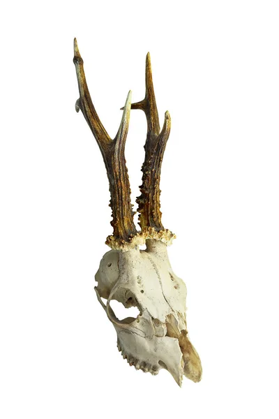 Cráneo Ciervo Aislado Campo Tiro Blanco Capreolus Capreolus —  Fotos de Stock