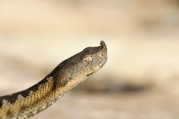 Ritratto Vipera Sabbia Europea Vipera Ammodytes — Foto Stock