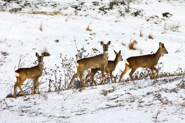 Sarny Stado Śniegu Capreolus Capreolus — Zdjęcie stockowe