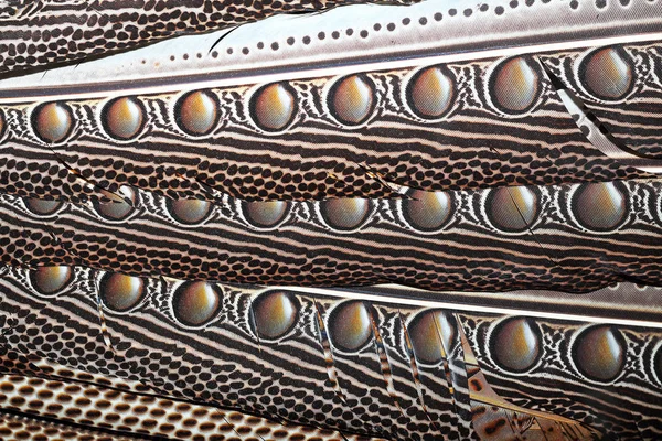 Dokulu Borneo Sülün Tüyleri Argus Grayii — Stok fotoğraf