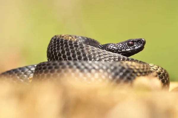 Vipera Nikolskii Hábitat Natural Esta Una Gran Serpiente Europea Negra —  Fotos de Stock
