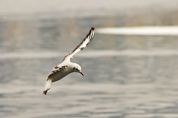 年轻的黑头海鸥在冰封的河流飞行 冬季羽毛 鸡翅头 — 图库照片