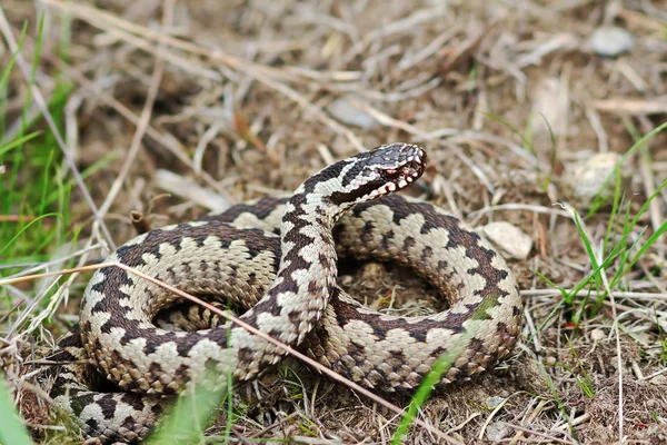 Agresszív férfi Vipera berus természetes élőhely — Stock Fotó