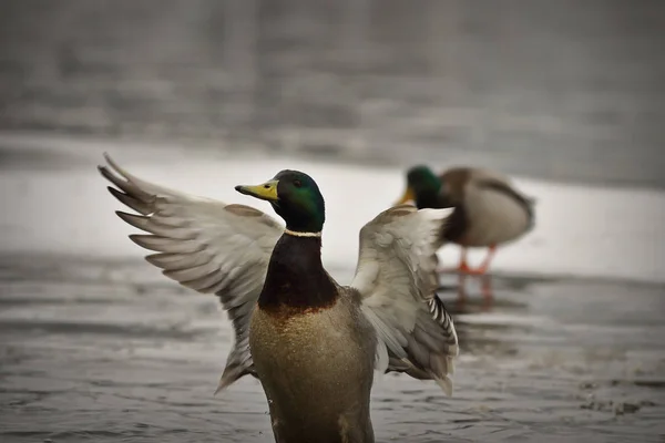 Canard colvert mâle battant des ailes sur un étang glacé — Photo