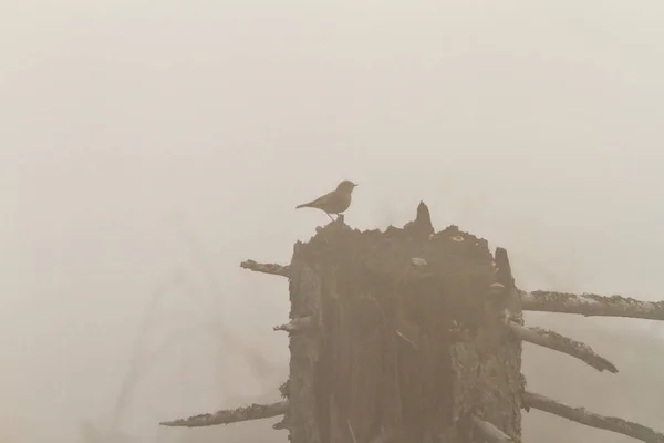 Kleine zangvogels ochtend mist — Stockfoto