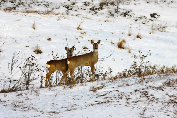 Zwei neugierige Rehe an einem Wintertag — Stockfoto