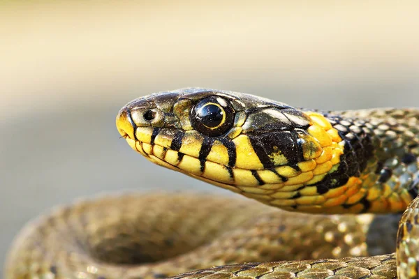 Wunderschönes Porträt von natrix natrix — Stockfoto