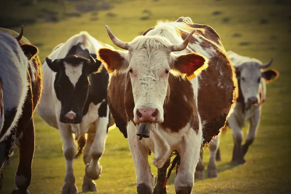 Krowy na terenach wiejskich — Zdjęcie stockowe
