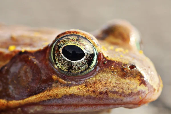 Close-up de Rana dalmatina — Fotografia de Stock