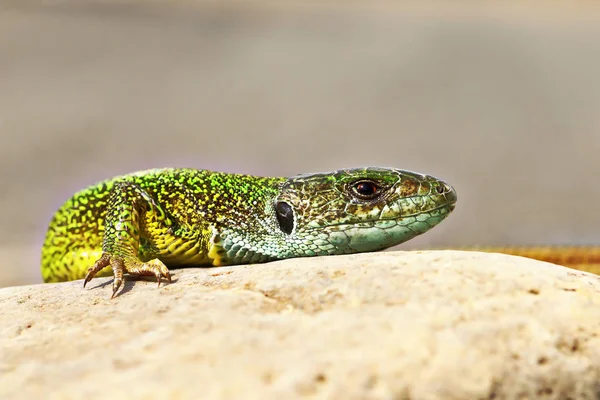 Detalle de lagarto verde en ambiente natural — Foto de Stock